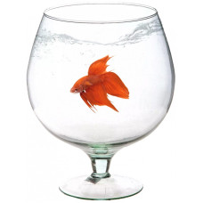 Акваріум-келих Природа Акваріум-келих Природа