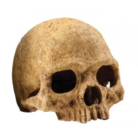 Декорация для террариума Exo Terra Череп человека (PT2855) Декорация для террариума Exo Terra Череп человека (PT2855)