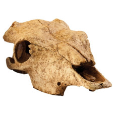 Декорація для тераріуму Exo Terra Череп бика (PT2857)