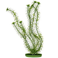 Рослина для акваріума Hagen Marina Anacharis